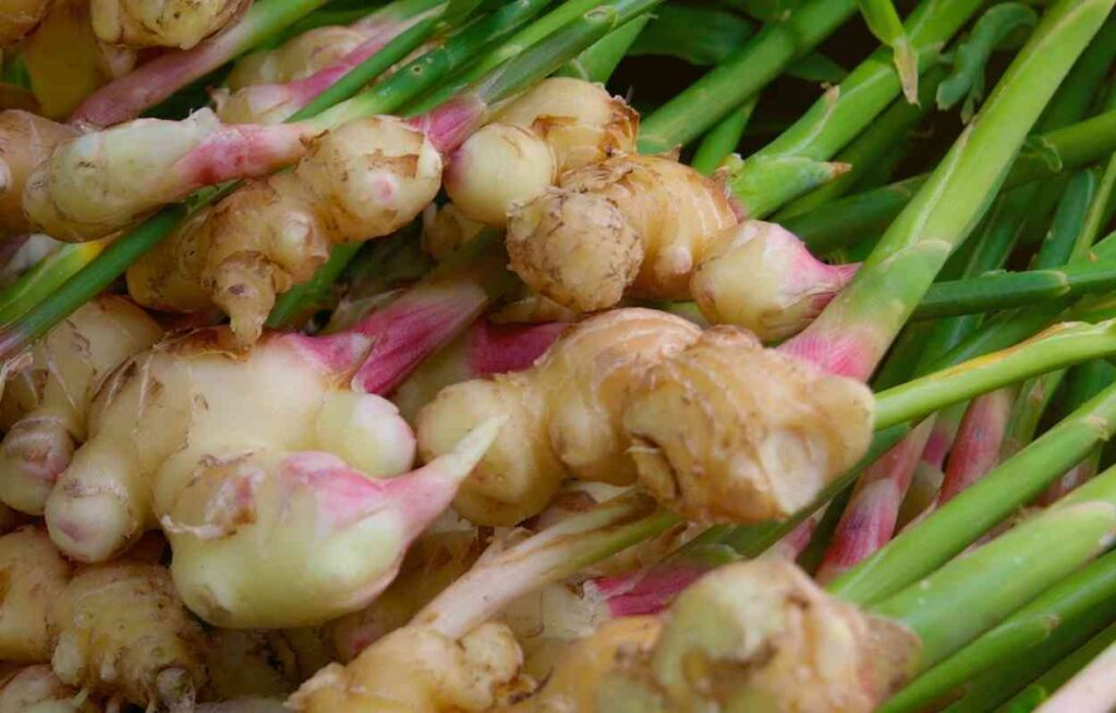 Can You Use Ginger Leaves in Cooking